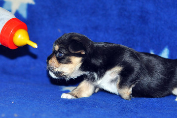 The newborn puppy sucks milk from a small bottle.