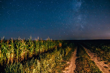 Starry sky above the corn field