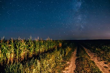 Foto auf Leinwand Sternenhimmel über dem Maisfeld © Zayne C.