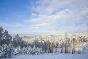 Beautiful scenery of a winter forest.