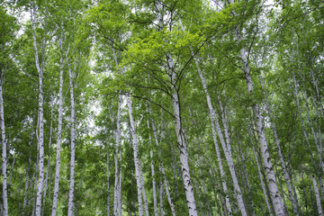 Fototapeta premium Beautiful birch forest in summer.