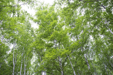 Beautiful birch forest in summer.