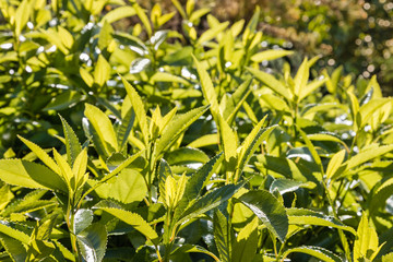 closeup of fresh tea leaves growing on tea plantation