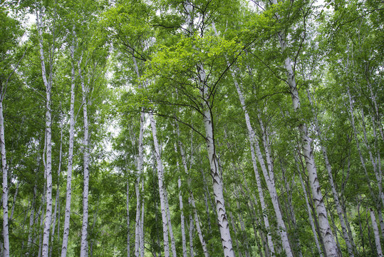 Fototapeta Beautiful birch forest in summer.