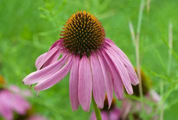 Pastel faded Cone Flower