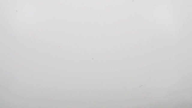 Seagulls flying in the fog