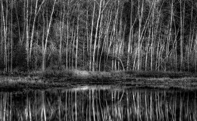 Stand of Aspen Next to Pond in Black and White