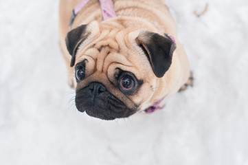 dog pug snow winter close-up portrait