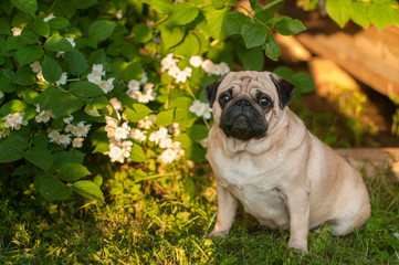 dog pug sitting grass summer