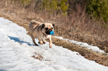 pug dog walking playing snow winter forest