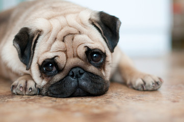 sad dog pug lying floor - Powered by Adobe
