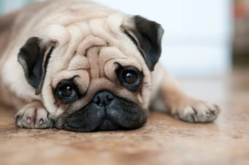 Fototapeten sad dog pug lying floor © nuraann