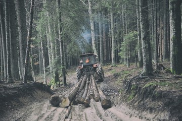 Skidding timber / Tractor is skidding cut trees out of the forest.