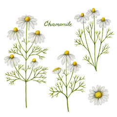 Watercolor vector illustration of chamomile.
