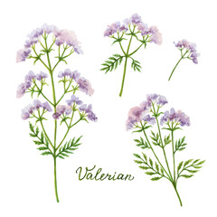 Fototapeta premium Watercolor vector illustration of Valerian.
