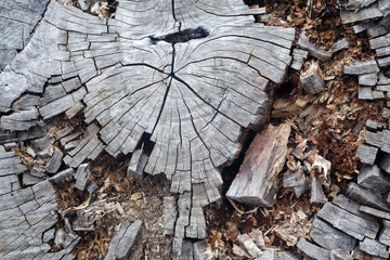 weathered old stump background.
