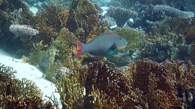 Emperor Angelfish Pomacanthus imperator on Coral Reef