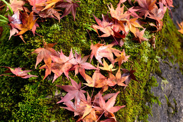 紅葉　落葉