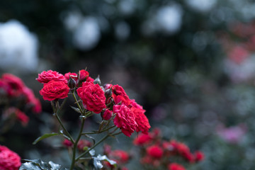 Obraz premium Red rose