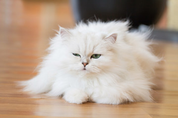 White Persian cats