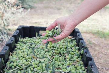 A hand of female inspecting collected green olives