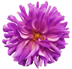 big flower  pink-violet, yellow center on a white  background isolated  with clipping path. Closeup. big shaggy  flower. for design. Dahlia.