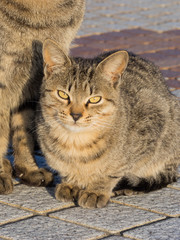Tabbies watching sunrise