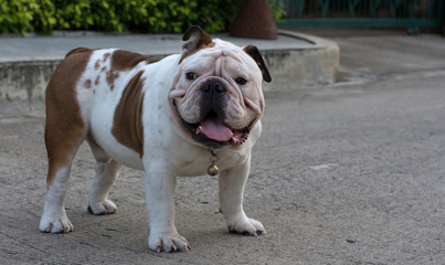 White English Bulldog