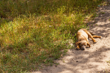 Homeless sad dog on a yellow road