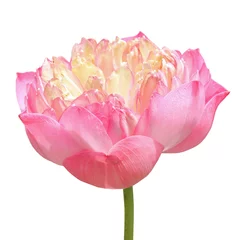 Papier Peint photo Lavable fleur de lotus Beautiful pink lotus flower isolated on white