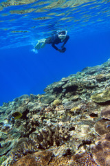 珊瑚礁とシュノーケラー