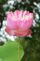 Beautiful pink lotus flower in blooming