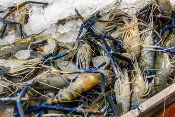 viele Riesengarnelen (Rosenberggarnele) liegen auf Eis