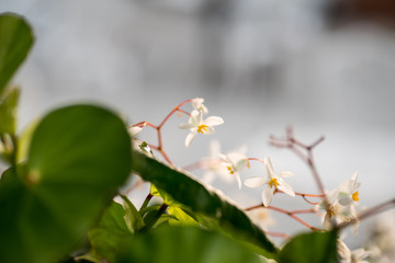White Begonia