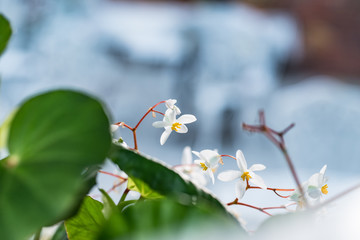 White Begonia