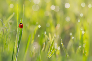 Obraz premium closeup the ladybug in grass with droplets of dew in the morning sun
