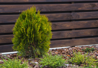 thuja brabant thuja occidentalis thuja plicata arborvitae ball