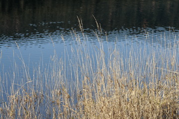 Schilfgräser am Schluchsee