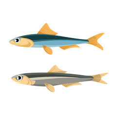 Anchovy Fish Vector Illustration. Peruvian Anchoveta.
