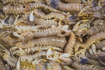 fresh shrimps on a fish market