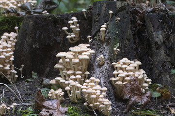Hypholoma lateritium on a stump