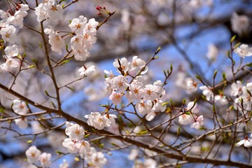 Cherry Blossoms of Daigo-ji, Kyoto, Japan