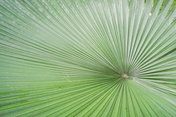 Obraz premium close up texture of palm leaf