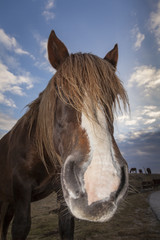 Fototapeta premium Funny close up black horse portrait. Blue sky background with clouds