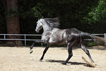 Gorgeous arabian stallion with long flying mane 