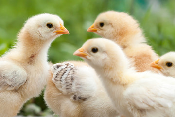 Baby chicken in poultry farm. 