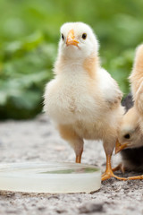 Baby chicken drinking water on dish.