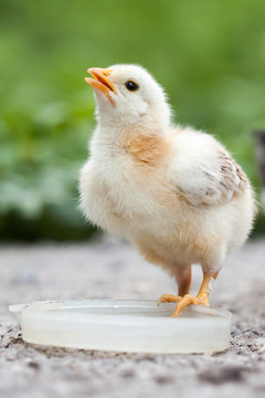 Baby chicken drinking water on dish.
