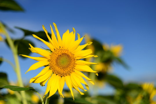 Beautiful picture. Sunflower, blurred background. 