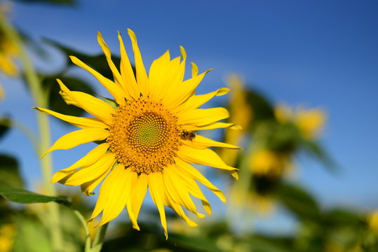 Sunflower in a field with blurred background.